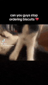 a cat is playing with a toy on a bed and a tiktok video says can you guys stop ordering biscuits .