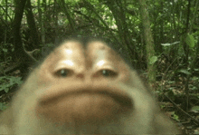 a close up of a monkey 's face in the jungle