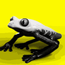 Yes Frog GIF