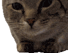 a close up of a cat 's face with a blurred background