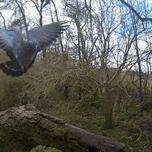 Bird Landing Pigeon GIF
