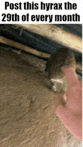 a picture of a cat with the words post this hyrax the 29th of every month on it