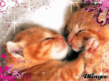 Cats Kitten GIF - Cats Kitten Glitters GIFs