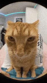 Ginger Cat Orange Cat GIF - Ginger Cat Orange Cat Popipo Cat GIFs
