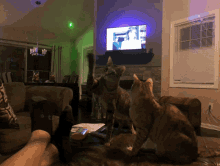 Laser Cat GIF - Laser Cat Give GIFs
