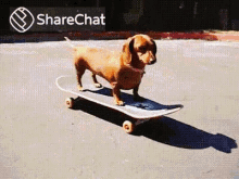 स्केटबोर्ड कुत्ता GIF - स्केटबोर्ड कुत्ता Skateboarding Dog GIFs