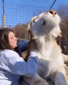 petting lion
