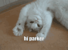 Hi Parker GIF