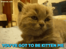 Kitten Me Kitten GIF - Kitten Me Kitten Tired GIFs