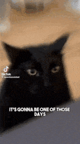 Funny Cat GIF - Funny Cat Voices In My Head GIFs
