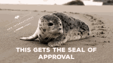 cute animals cute seal approve approved