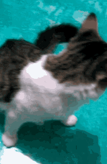 Mishi Michi GIF - Mishi Michi Cat GIFs