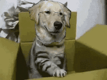 Dog Cat Box Business GIF - Dog Cat Box Business GIFs