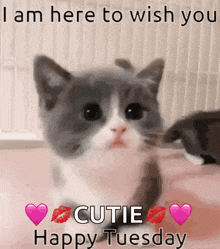a picture of a kitten with a message that says " i am here to wish you cutie happy tuesday " .