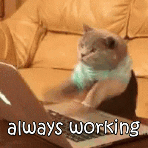 Always Working Funny Animals GIF - Always Working Funny Animals Cats -  Discover & Share GIFs