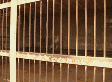 Baboon Caged GIF - Baboon Caged Adam Curtis GIFs