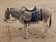 a donkey with a saddle that says mrs on it