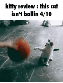Kitty Review Isnt Ballin GIF