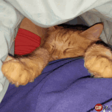 Cute Cat GIF - Cute Cat Orange GIFs