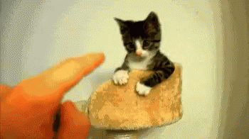 kitten-touch.gif