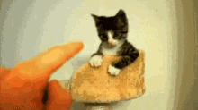 Kitten Touch GIF - Kitten Touch Scratch GIFs
