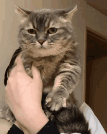 Komaru Cat Cat GIF - Komaru Cat Cat GIFs