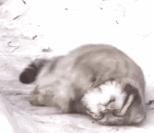 Manul Pallas Cat GIF - Manul Pallas Cat Rolling GIFs
