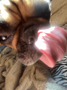 a close up of a dog 's nose with a pink tongue sticking out