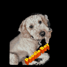 Walt Dog GIF - Walt Dog Poodle GIFs