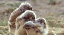 Cozy Burrowing Owl GIF - Owl Birds Baby GIFs