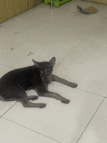 a black dog laying on a tiled floor with a green basket in the background