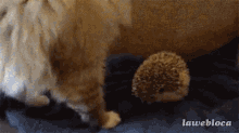 Kalp Cat GIF - Kalp Cat Scared GIFs