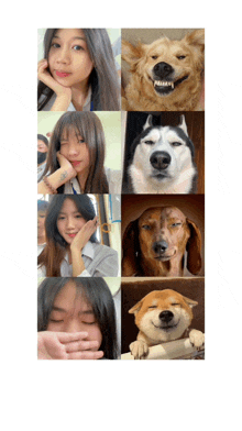 a collage of pictures of a girl and a dog with one of the dogs smiling