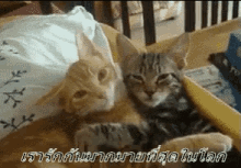 แมวกอดกัน GIF - Cat Hugs Cat Hugging Cat แมวกอดแมว GIFs