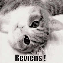 Reviens ! GIF - Cat Stare Looking GIFs