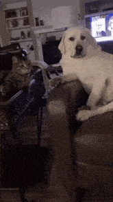 a cat and a dog are sitting on a couch in a living room