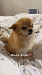 a small brown dog is sitting on a bed with the words goood morning on the bottom