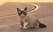 Fuck GIF - Grump Cat Grumpy Annoyed GIFs