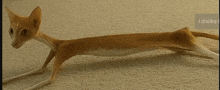 a very long cat is laying on a carpet and says i dislike on the bottom right