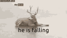 Deer Falls GIF - Deer Falls Bambi In Real Life GIFs