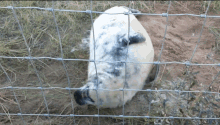 Donnanook Seal GIF - Donnanook Seal Babyseal GIFs