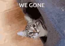 We Gone We Gone Cat GIF - We Gone We Gone Cat Cat We Gone GIFs