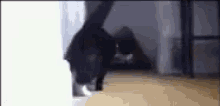 Sup Cat GIF - Sup Cat Whats Up GIFs