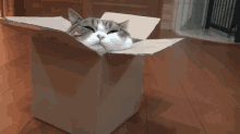 Maru'S Happy Place GIF - Sleep Tired Box GIFs