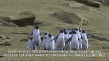 Penguin Butterfly GIF - Penguin Butterfly Chase GIFs