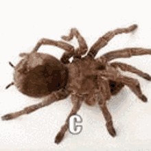 Cuuuuuuuuut Spider GIF - Cuuuuuuuuut Spider Goliath Birdeater GIFs