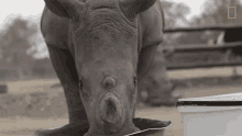 Eating Meet Six Rescued Rhinos That Survived Poaching GIF - Eating Meet Six Rescued Rhinos That Survived Poaching Drinking GIFs
