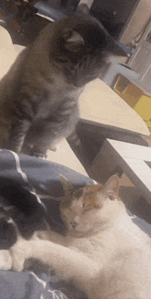 a cat standing next to a cat sleeping on a bed
