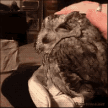 Owls Cuddle GIF - Owls Cuddle Boop GIFs