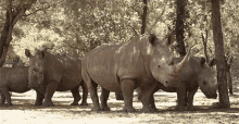 rhino of